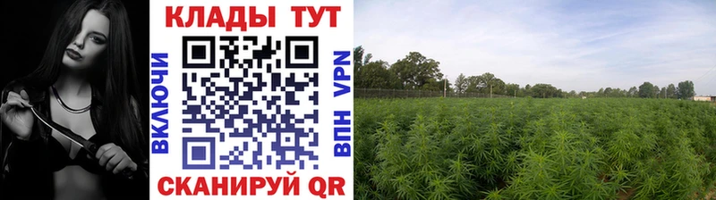 Купить закладку Конопля  APVP  ГАШ  Мефедрон  Торжок